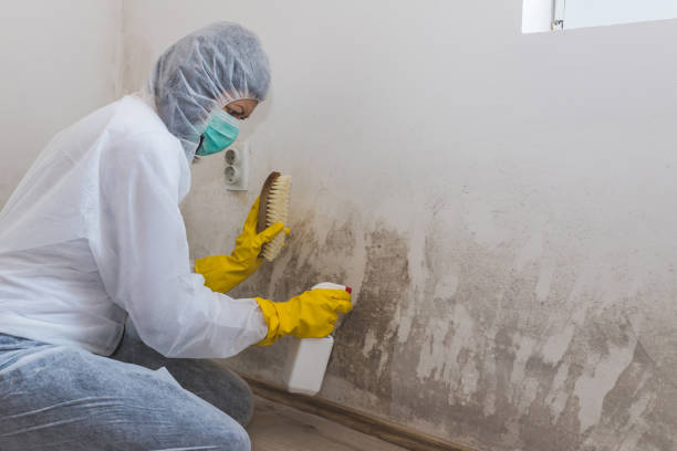 Best Mold Remediation  in Silver Spring, MD