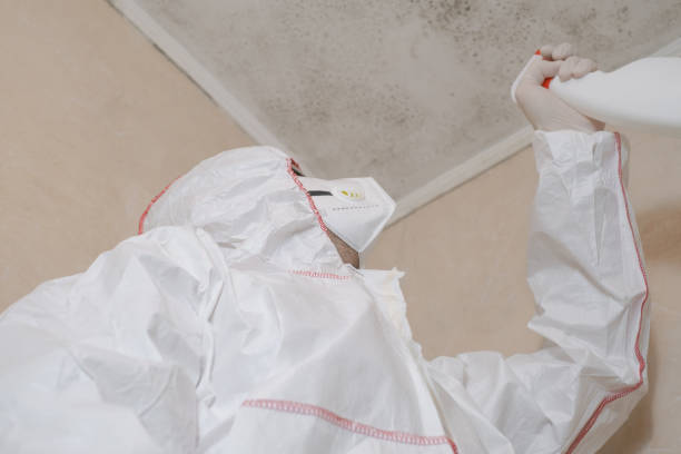 Best Local Mold Removal Service  in Silver Spring, MD