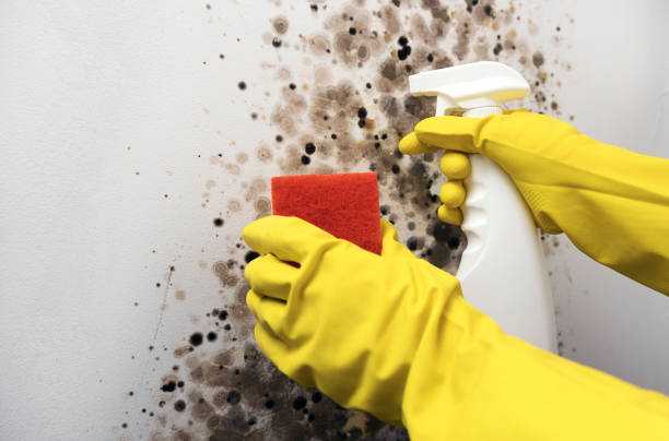 Best Fast Mold Removal  in Silver Spring, MD